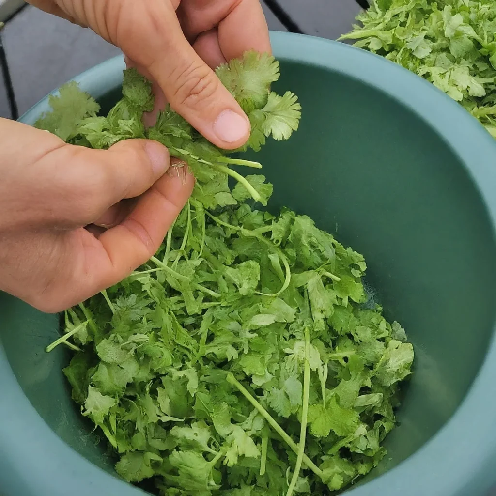 how to freeze cilantro
