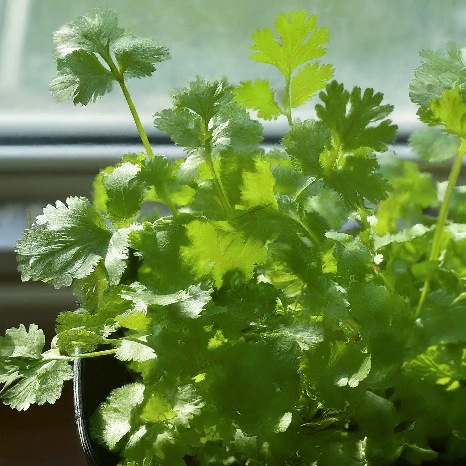 Cilantro