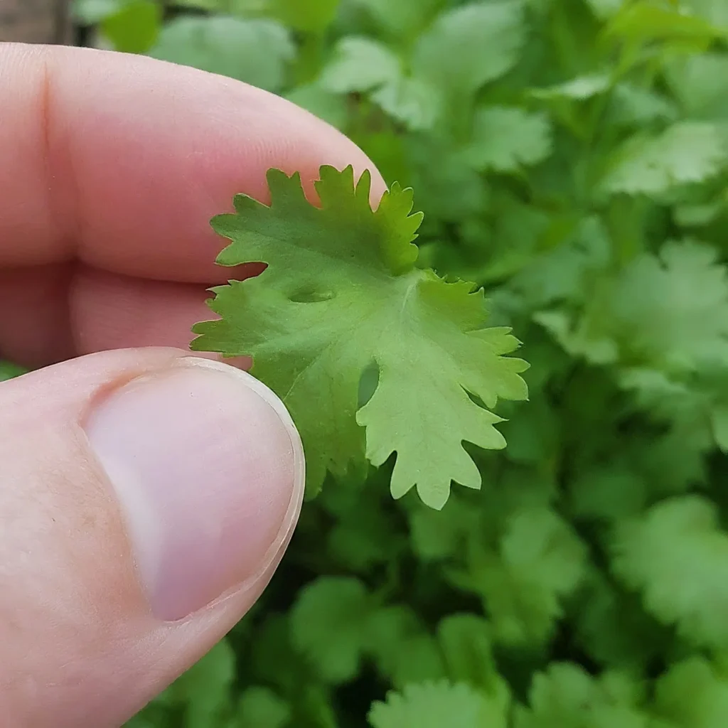 How to Harvest Cilantro