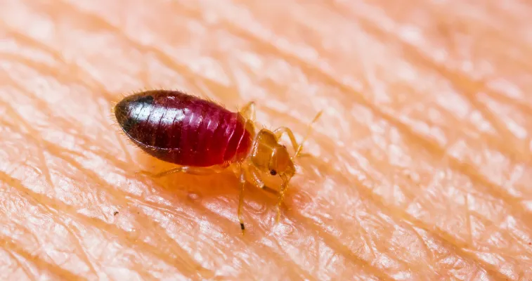 what can i put on my body to prevent bed bug bites
