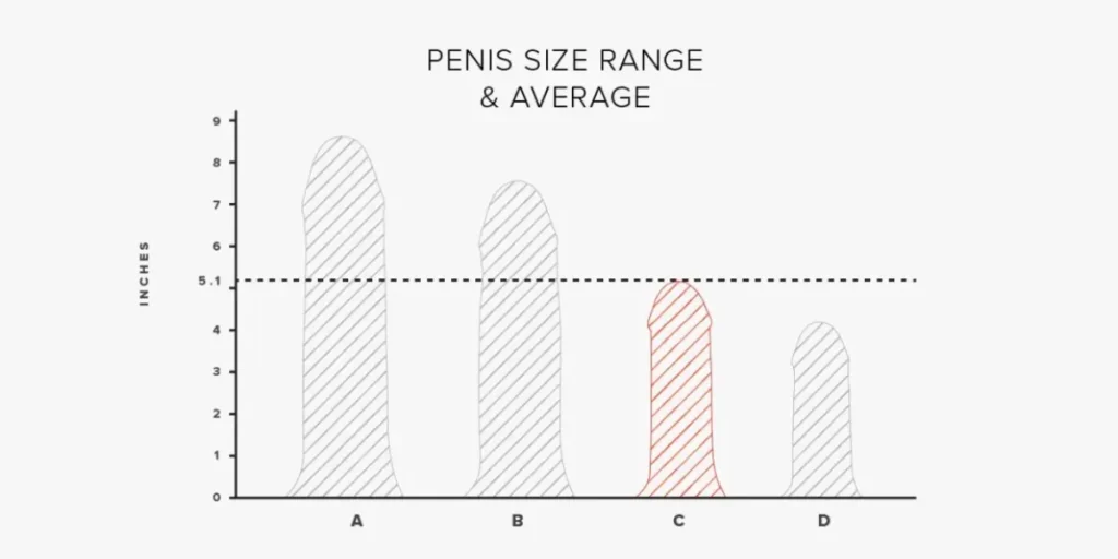 What is the Average Penis Size for a 14-Year-Old