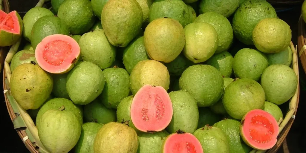 Guava Fruit