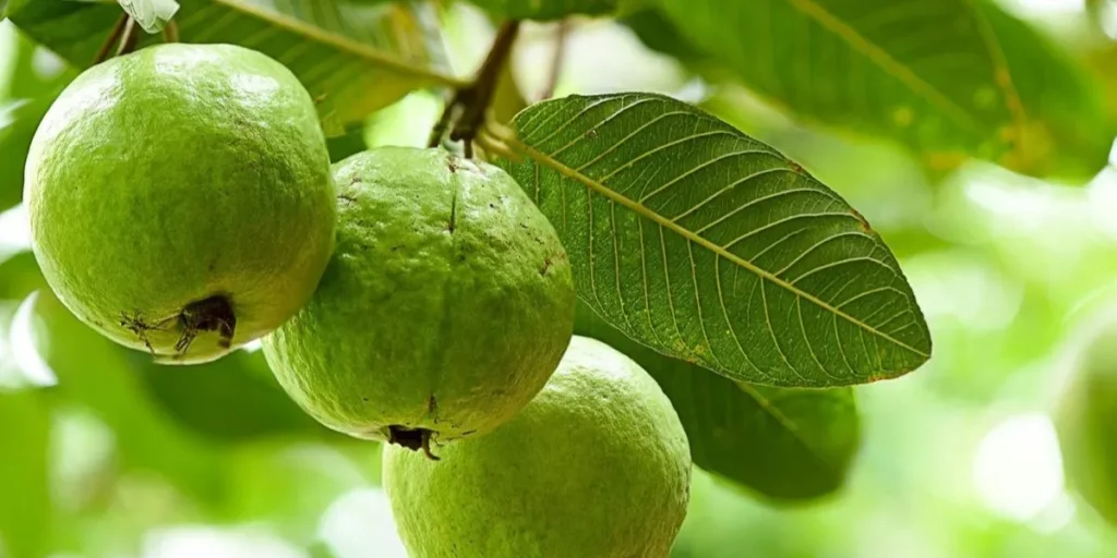 Guava Tree