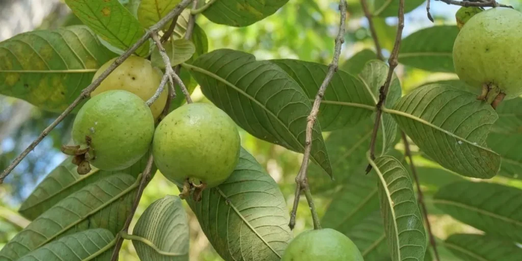 Guava Tree